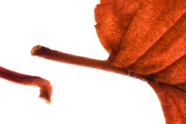 Isolerade torr Leaf konsistens. Bokstaven S. naturliga organiska blommönster. — Stockfoto
