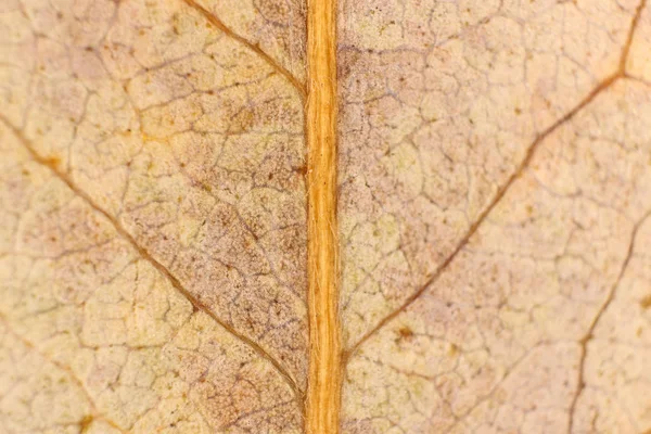 乾燥葉のテクスチャです。マクロのクローズ アップ。自然な有機背景。透明な花柄. — ストック写真