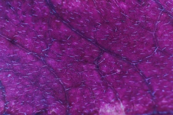 Texture de fibres de feuilles sèches de lilas. Macro Gros plan. Natural Organic Background. Modèle floral transparent . — Photo
