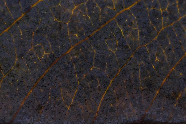 Mörka torr Leaf konsistens. Makro närbild. Naturliga organiska bakgrund — Stockfoto