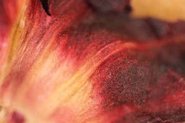 Hibiscus kuru yaprak doku. Makro portre. Doğal organik çiçek desenli.