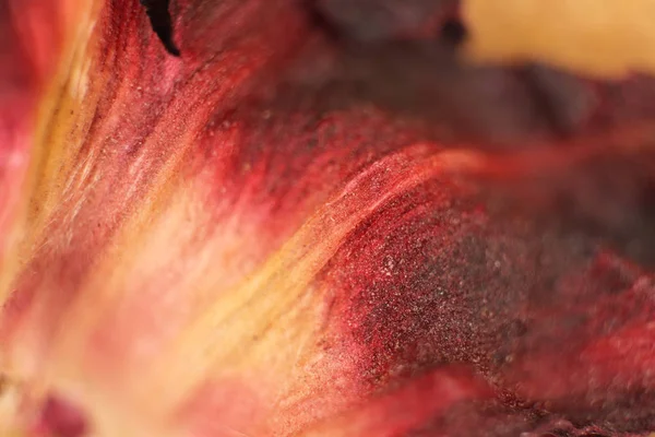 ハイビスカスの乾燥葉のテクスチャです。マクロのクローズ アップ。自然有機花柄. — ストック写真