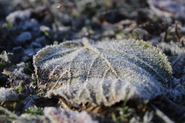 Textura de superfície de folha fosca. Frost Ice on Forest Morning. Padrão floral natural Fundo. Macro Closeup . — Fotografia de Stock