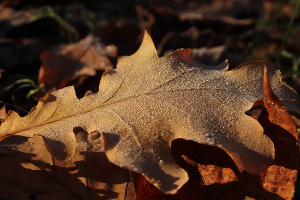Frosted Oak Leaf oppervlaktetextuur. Frost ijs op Forest ochtend. Natuurlijke bloemmotief achtergrond. Macro close-up. — Stockfoto