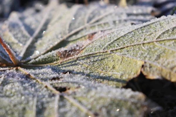 Textura de superfície de folha de bordo fosco. Frost Ice on Forest Morning. Padrão floral natural Fundo. Macro Closeup . — Fotografia de Stock