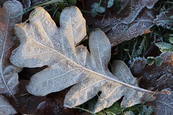 Textura de superfície de folha de carvalho fosco. Frost Ice on Forest Morning. Padrão floral natural Fundo. Macro Closeup . — Fotografia de Stock