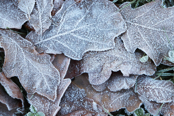 Frost Ice on Forest Oak Leaves. Shining Frosted Leafs Surface. Natural Floral Pattern Background. Macro Closeup.