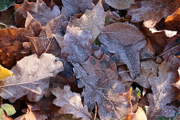 Frost Ice on Forest Oak Leaves. Brilhando superfície de folhas foscas. Padrão floral natural Fundo. Macro Closeup . — Fotografia de Stock