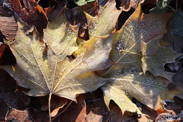 Frost ijs op Forest verlaat. Shining Frosted Leafs oppervlak. Natuurlijke bloemmotief achtergrond. Macro close-up. — Stockfoto