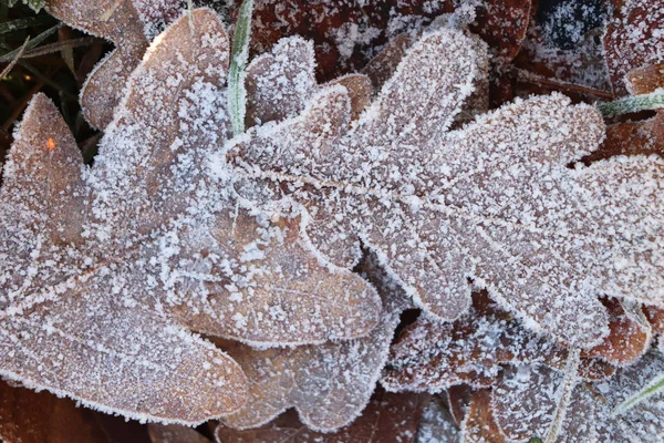 Frost Ice on Forest Oak Leaves. Brilhando superfície de folhas foscas. Padrão floral natural Fundo. Macro Closeup . — Fotografia de Stock