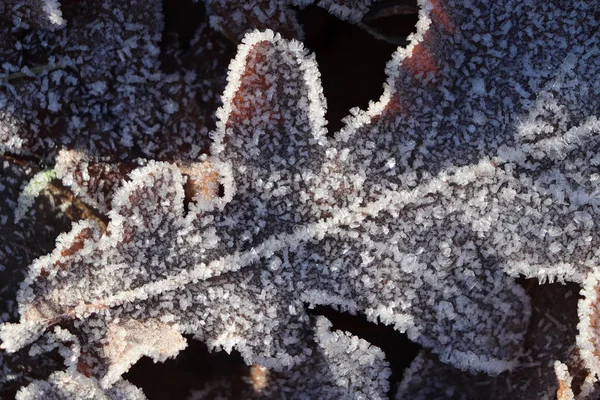 Textura de superfície de folha de carvalho fosco. Frost Ice on Forest Morning. Padrão floral natural Fundo. Macro Closeup . — Fotografia de Stock