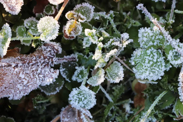 Textura de superfície de brotos de grama fosca. Frost Ice on Forest Morning. Padrão floral natural Fundo. Macro Closeup . — Fotografia de Stock