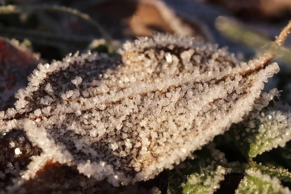 Textura de superfície de folha fosca. Frost Ice on Forest Morning. Padrão floral natural Fundo. Macro Closeup . — Fotografia de Stock