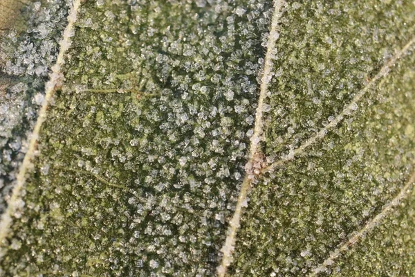 Textura de superfície de folha fosca. Frost Ice on Forest Morning. Padrão floral natural Fundo. Macro Closeup . — Fotografia de Stock