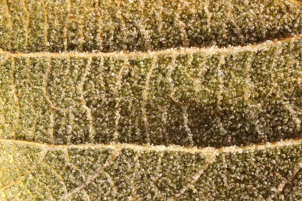 Textura de superfície de folha fosca. Frost Ice on Forest Morning. Padrão floral natural Fundo. Macro Closeup . — Fotografia de Stock