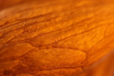 Orman badem fındık doku yüzey. Makro portre. Doğal organik arka plan. 