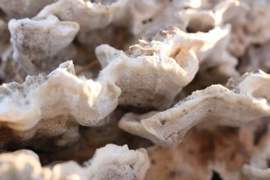 Ağaç beyaz ahşap mantar.