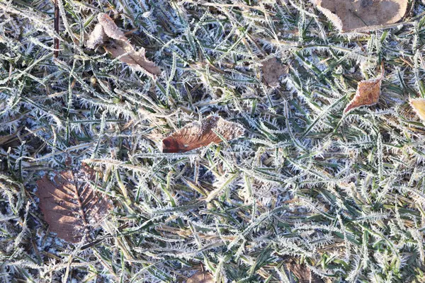 Frost Grass textury pozadí. — Stock fotografie