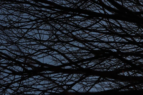 Gałęzie drzewa tekstury. Tło w ciemnym lesie. — Zdjęcie stockowe