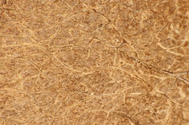 Hindistan cevizi fındık elyaf yüzey dokusu. Doğal tropikal arka plan. Makro bakış.