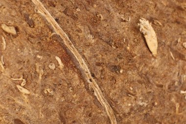 Hindistan cevizi fındık elyaf yüzey dokusu. Doğal tropikal arka plan. Makro bakış.