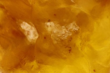 Kuru üzüm doku. Kuru meyve arka plan. Makro bakış.