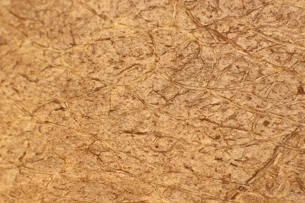 Texture de surface des fibres de noix de coco. Contexte tropical naturel. Macro Gros plan . — Photo