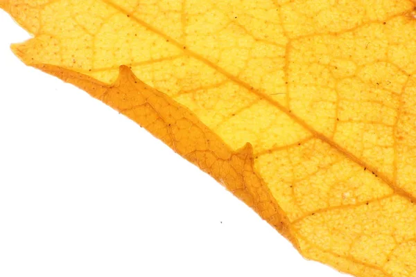 Tekstura Suchy liść. Naturalne podłoże. Makro zbliżenie. — Zdjęcie stockowe