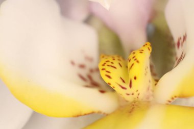 Çiçeği orkide çiçek makro Closeup doku. Bloom Flora güzellik arka plan.
