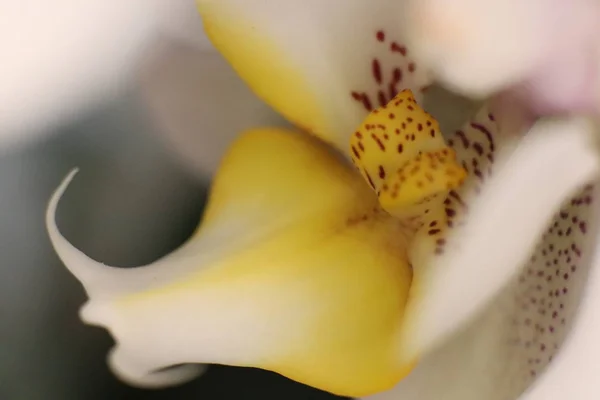 Flor de orquídea flor Macro Textura de primer plano. Flora flor belleza fondo . —  Fotos de Stock