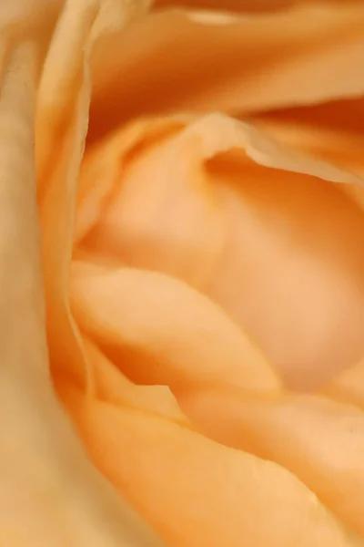 Blossom Orange Rose Flower Macro Closeup Texture. Bloom Flora Beauty Background. — Stock Photo, Image