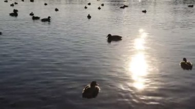 Şehir içinde Finlandiya Körfezi yüzen ördekler. Şehir park su birikintisi arka plan.