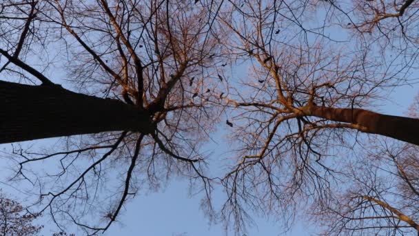 Two trees crown branches silhouettes against the forest sky background. Bottom view. — Stock Video