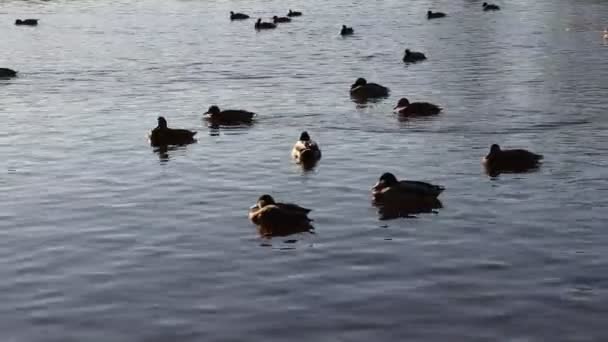 Patos bandada flotando en el estanque. Ciudad parque aves embalse fondo . — Vídeos de Stock
