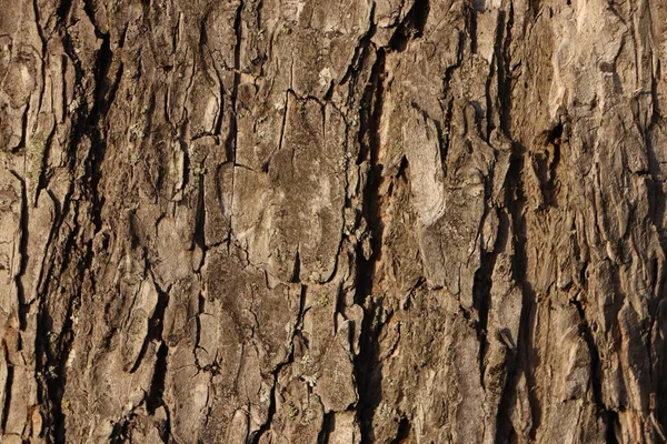 Kůra stromu textury. Přírodní lesní pozadí. — Stock fotografie