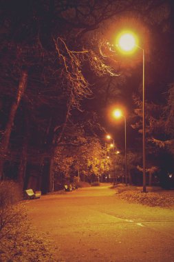 Orman parkında sonbahar yürüyüşü. Gece pozlama.