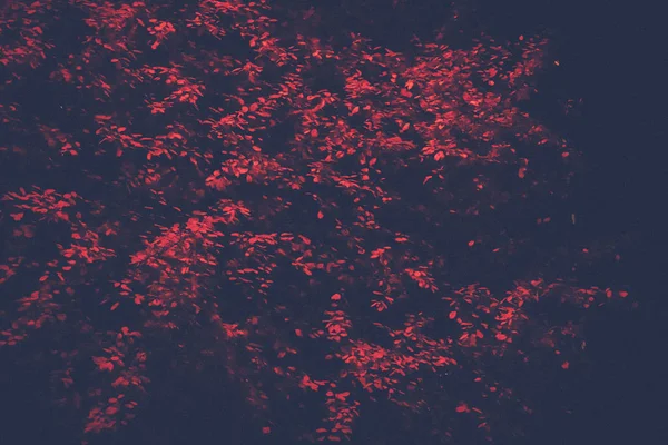 Червона ялинка брюнетка нічного фону. Велике листя темний ліс природа . — стокове фото