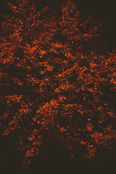Orange tree brunches night background. Vast foliage dark forest nature. — ストック写真