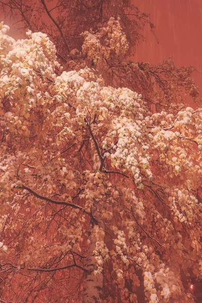 Arbre rose avec des branches suspendues de neige sur le fond. Mystique fond d'arbres enneigés couverts. Surplombant la neige brunches paysage de remplissage d'hiver. Exposition nocturne . — Photo