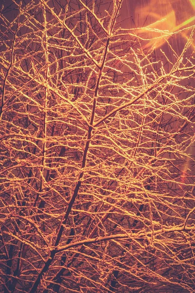 Arbre avec branches suspendues de neige. Fond de bouleau enneigé. Surplombant neige hiver arbre paysage. Exposition nocturne . — Photo