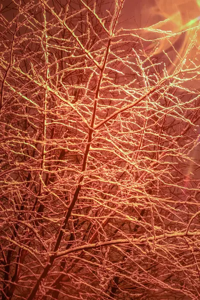 Surplombant neige hiver arbre paysage. Arbre avec branches suspendues de neige. Exposition nocturne . — Photo