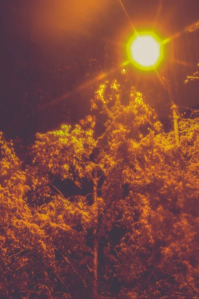 Místico nevado árvores cobertas com fundo lanterna. Overhanging neve brunches inverno enchimento paisagem. Exposição noturna . — Fotografia de Stock
