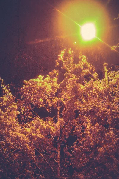 Převislé sněhové brunches zimní výplň krajiny. Mystické zasněžené stromy s lucernou pozadí. Noční expozice. — Stock fotografie
