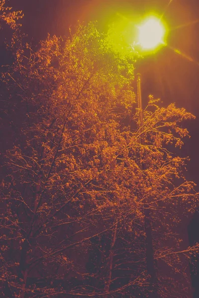 Árboles místicos cubiertos de nieve con fondo de linterna. Almuerzos de nieve colgantes paisaje de relleno de invierno. Exposición nocturna . — Foto de Stock