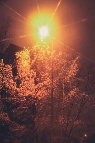 Almuerzos de nieve colgantes paisaje de relleno de invierno. Árboles místicos cubiertos de nieve con fondo de linterna. Exposición nocturna . — Foto de Stock