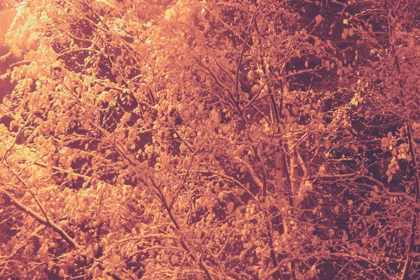 Mystic pokryte śniegiem drzewa z tłem latarni. Nawisające śnieżne brunche wypełniają zimowy krajobraz. Ekspozycja nocna. — Zdjęcie stockowe