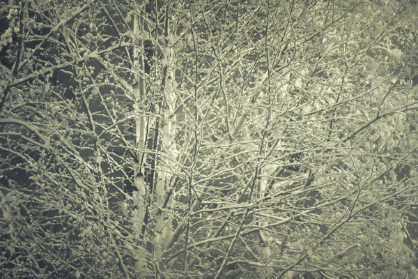 Fa lógó ágak hó a háttérben. Mystic havas fedett fák háttér. Túlcsorduló hó ebédek téli kitöltő táj. Éjszakai expozíció. — Stock Fotó