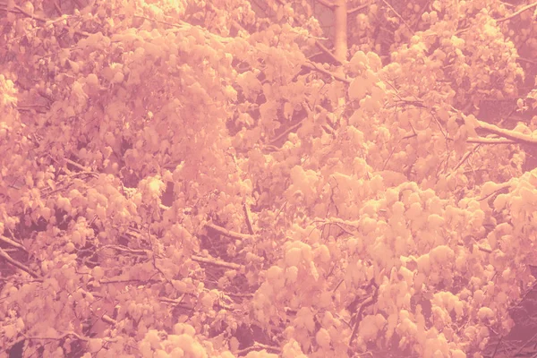 Místico nevado coberto árvores fundo. Overhanging neve brunches inverno enchimento paisagem. Árvore com ramos pendurados de neve no fundo. Exposição noturna . — Fotografia de Stock