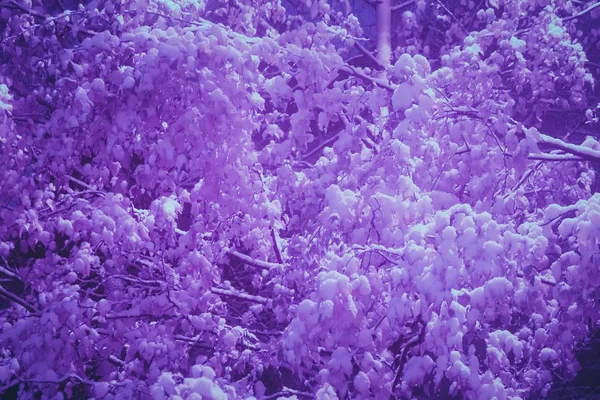 Lilás pendurado neve brunches inverno enchimento paisagem. Árvore com ramos pendurados de neve no fundo. Místico nevado coberto árvores fundo. Exposição noturna . — Fotografia de Stock