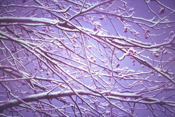 ライラック神秘的な雪に覆われた木の背景。雪の枝の冬の風景を記入オーバーハング。背景に雪の枝をぶら下げ木。夜間露光. — ストック写真